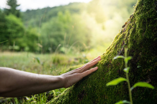 How Our Tree Care Process Works  in  Knoxville, IL