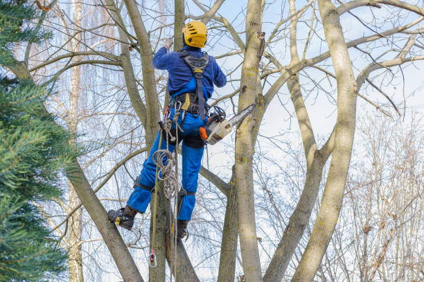 Trusted Knoxville, IL Tree Services Experts